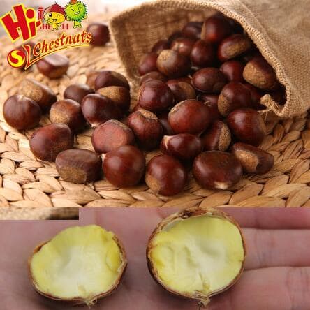 fresh chestnuts on sale 20_ offs for first order